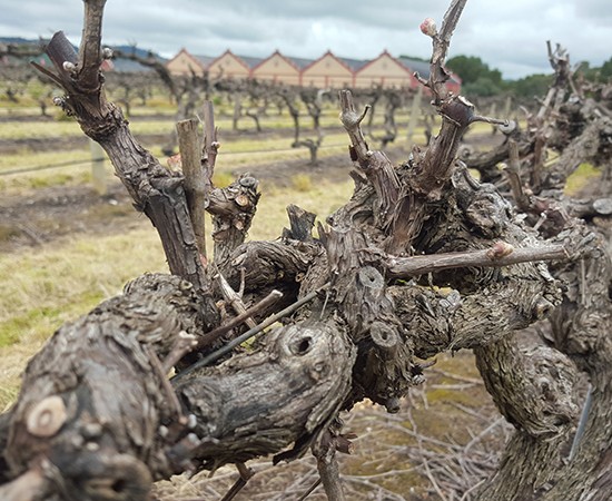 Chateau-Tanunda-3