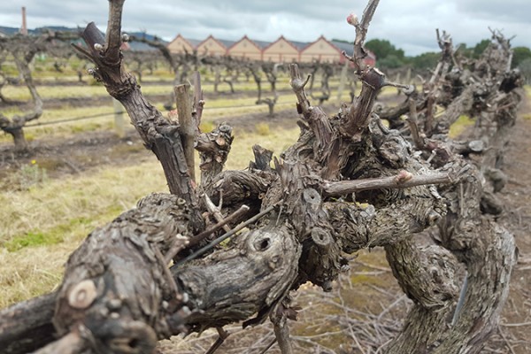 Chateau-Tanunda-3
