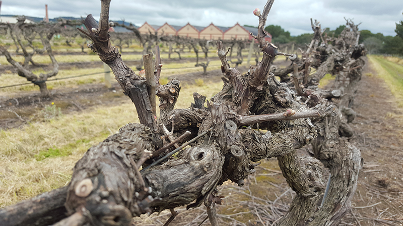 Chateau-Tanunda-3